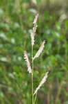 Saltmeadow cordgrass